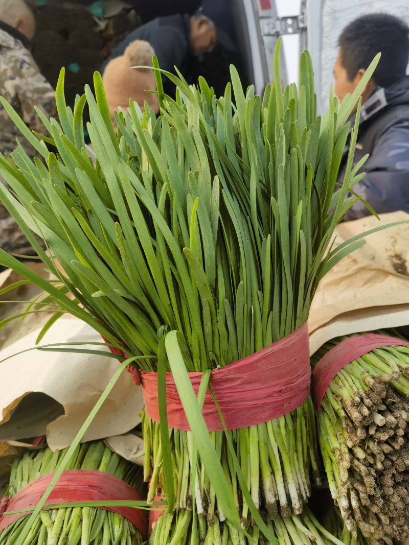 韭菜