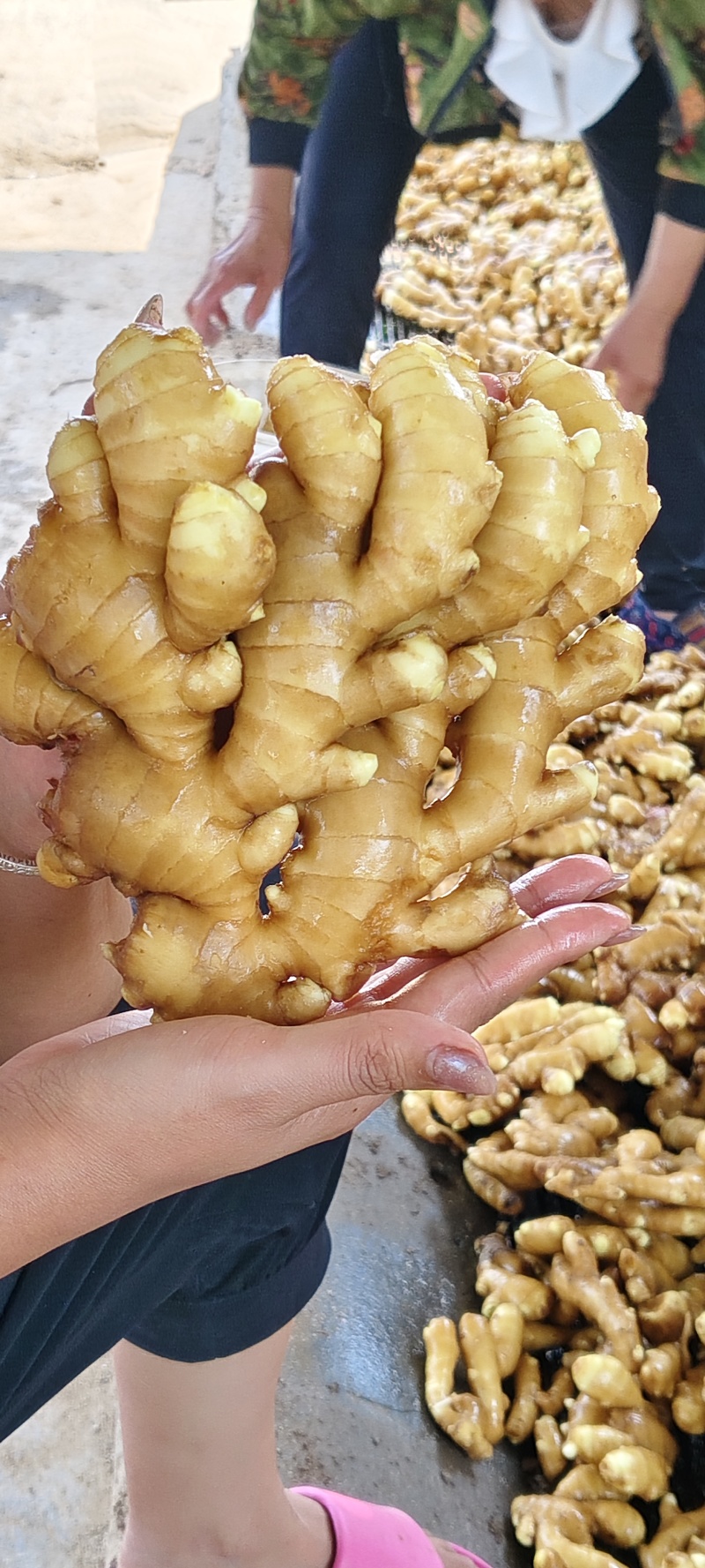 小黄姜/水洗小黄姜/山东水洗小黄姜