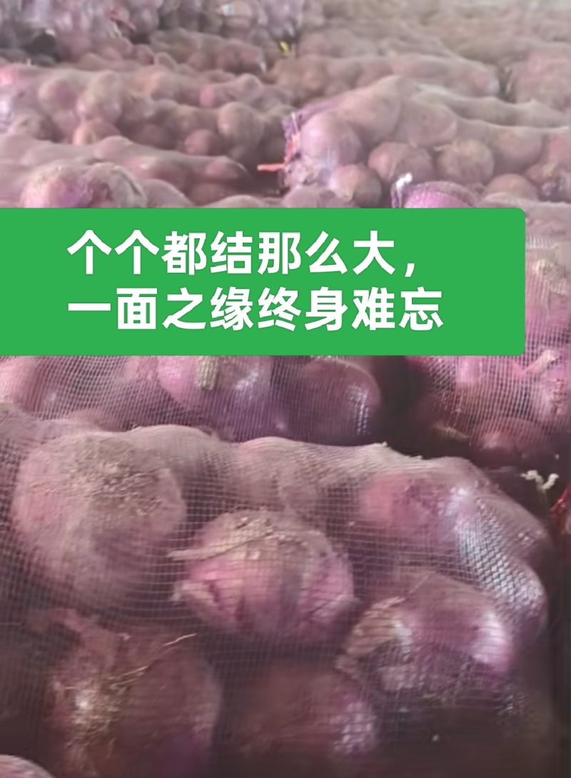 优质洋葱苗20-30cm大小均匀优质高产一手货源现挖现发