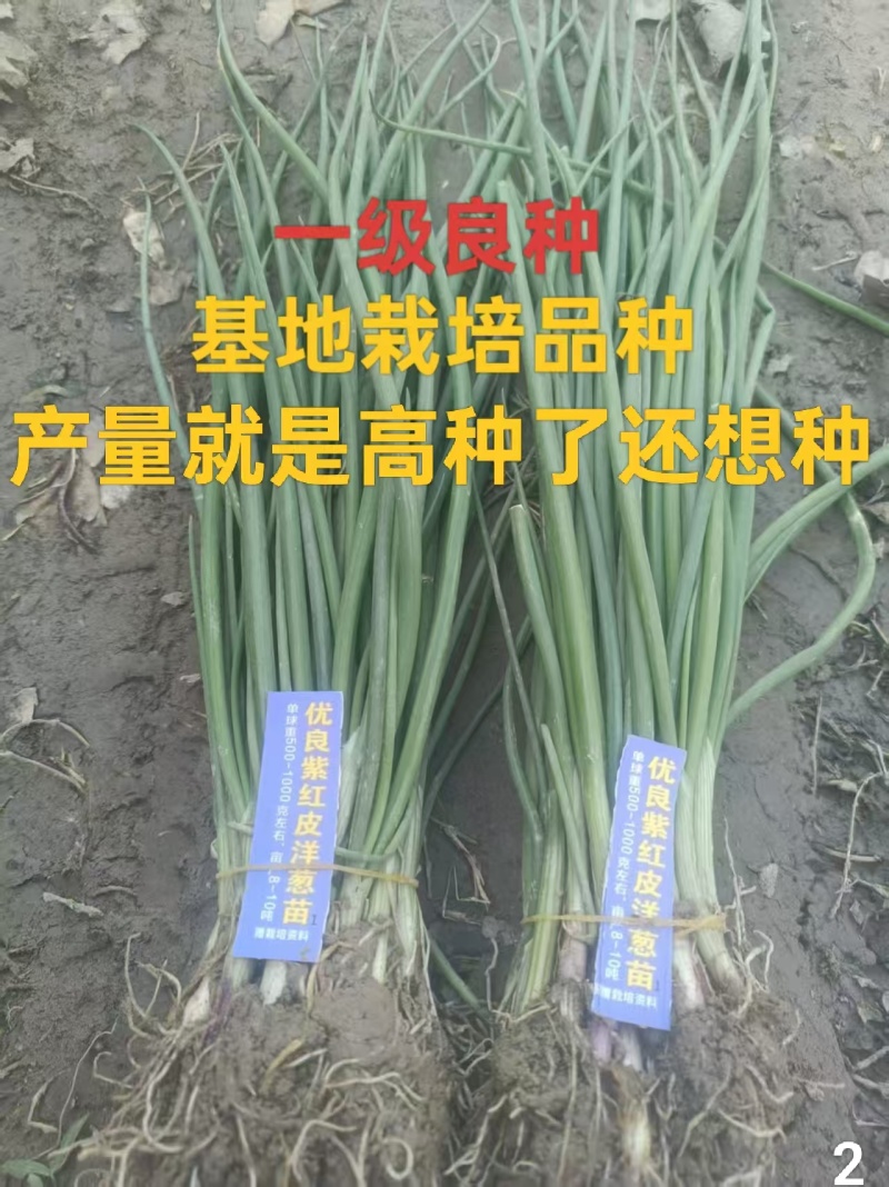优质洋葱苗20-30cm大小均匀优质高产一手货源现挖现发