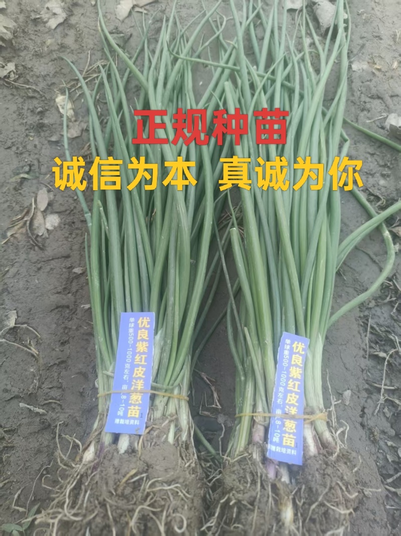 优质洋葱苗20-30cm大小均匀优质高产一手货源现挖现发