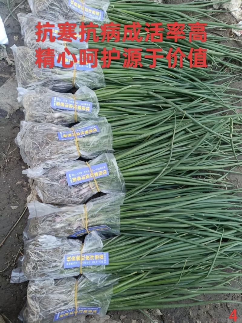 优质洋葱苗20-30cm大小均匀优质高产一手货源现挖现发