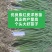 优质洋葱苗20-30cm大小均匀优质高产一手货源现挖现发