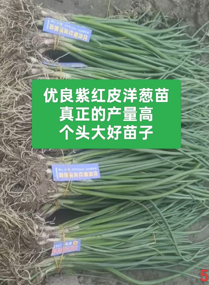 优质洋葱苗20-30cm大小均匀优质高产一手货源现挖现发