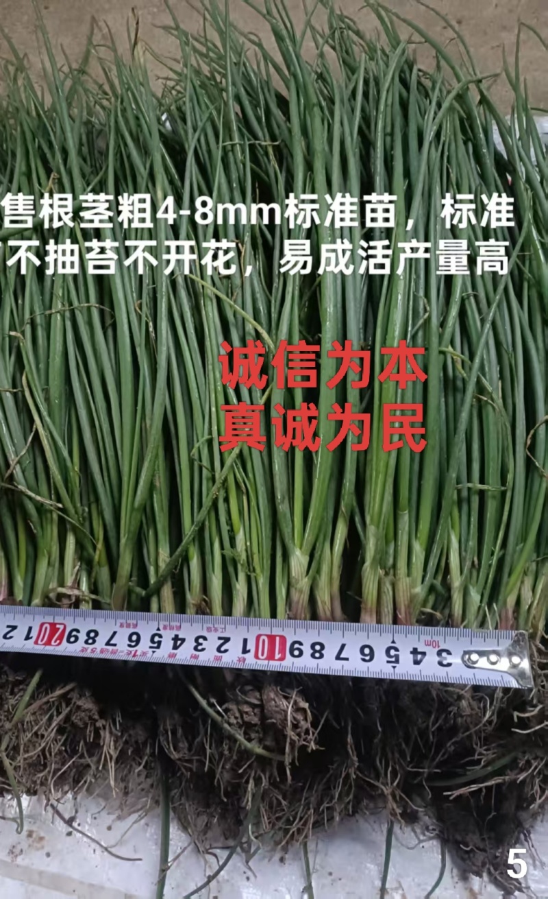 优质洋葱苗20-30cm大小均匀优质高产一手货源现挖现发