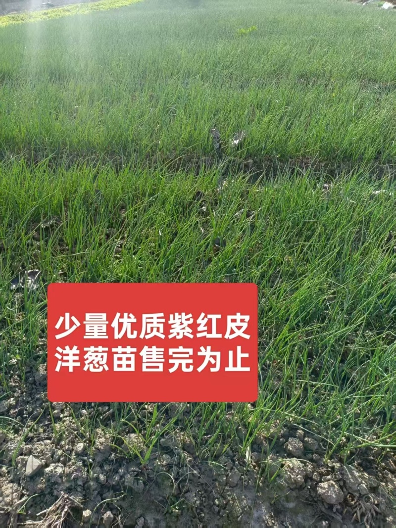 优质洋葱苗20-30cm大小均匀优质高产一手货源现挖现发