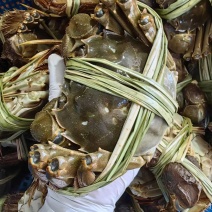 正中高邮湖湖蟹精品全国发货