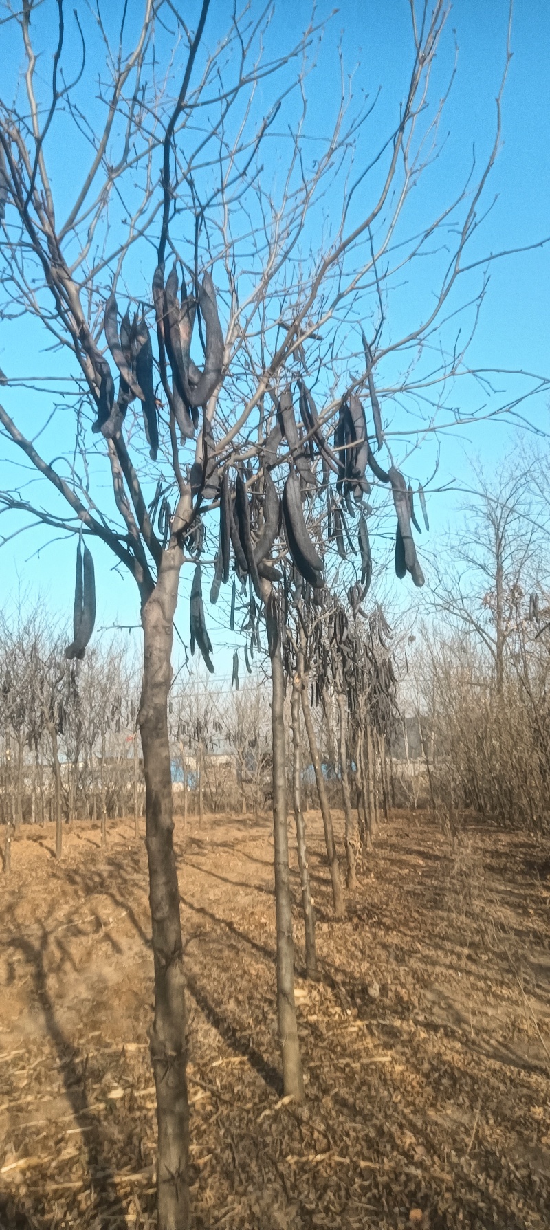出售2.6米定杆，嫁接皂角树一匹有需要的联系，