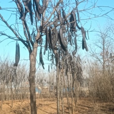出售2.6米定杆，嫁接皂角树一匹有需要的联系，
