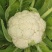 四川精品松花菜