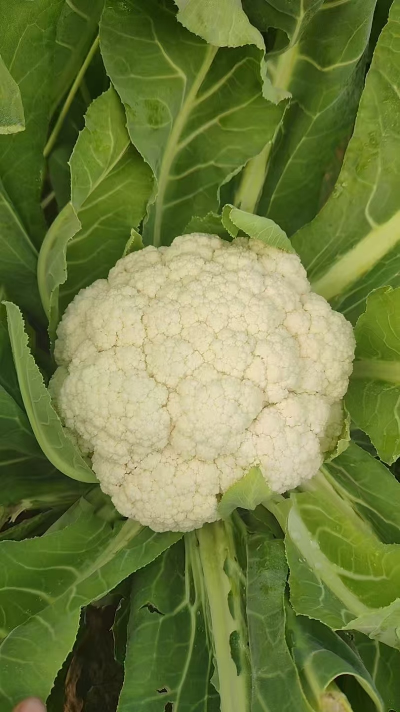 四川精品松花菜