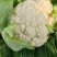 四川精品松花菜