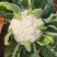 四川精品松花菜