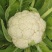 四川精品松花菜
