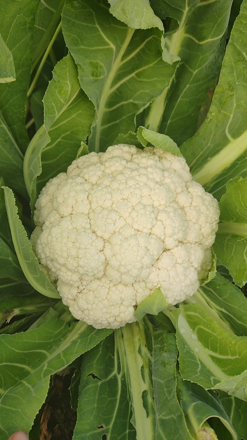 四川精品松花菜