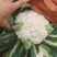 四川精品松花菜