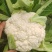 四川精品松花菜