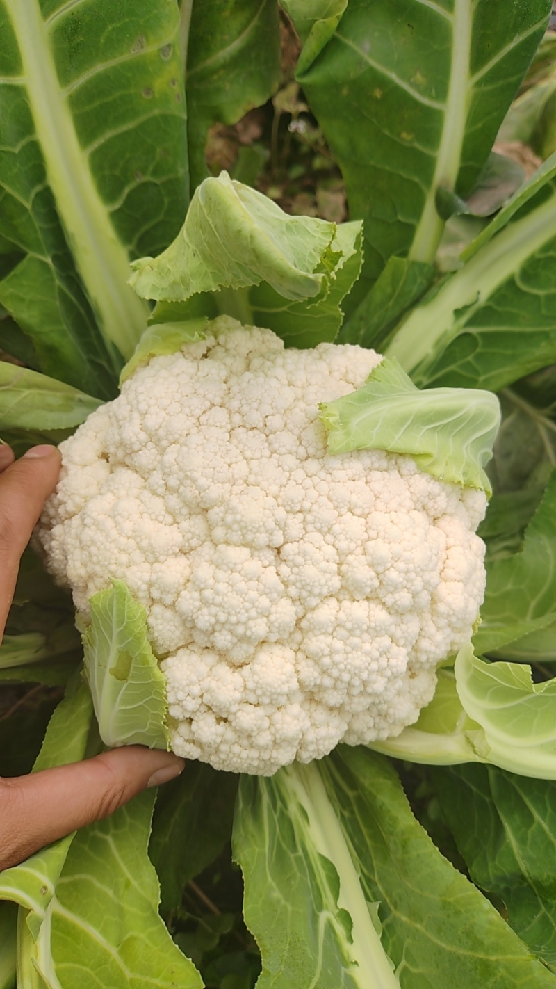 四川精品松花菜