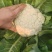 四川精品松花菜