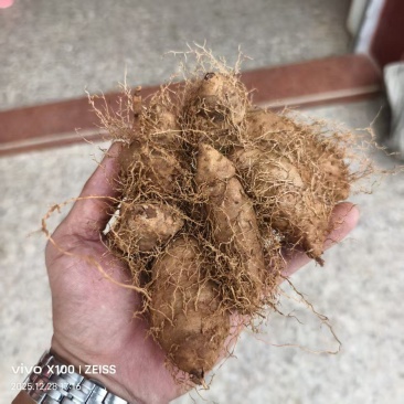 毛薯甜薯种