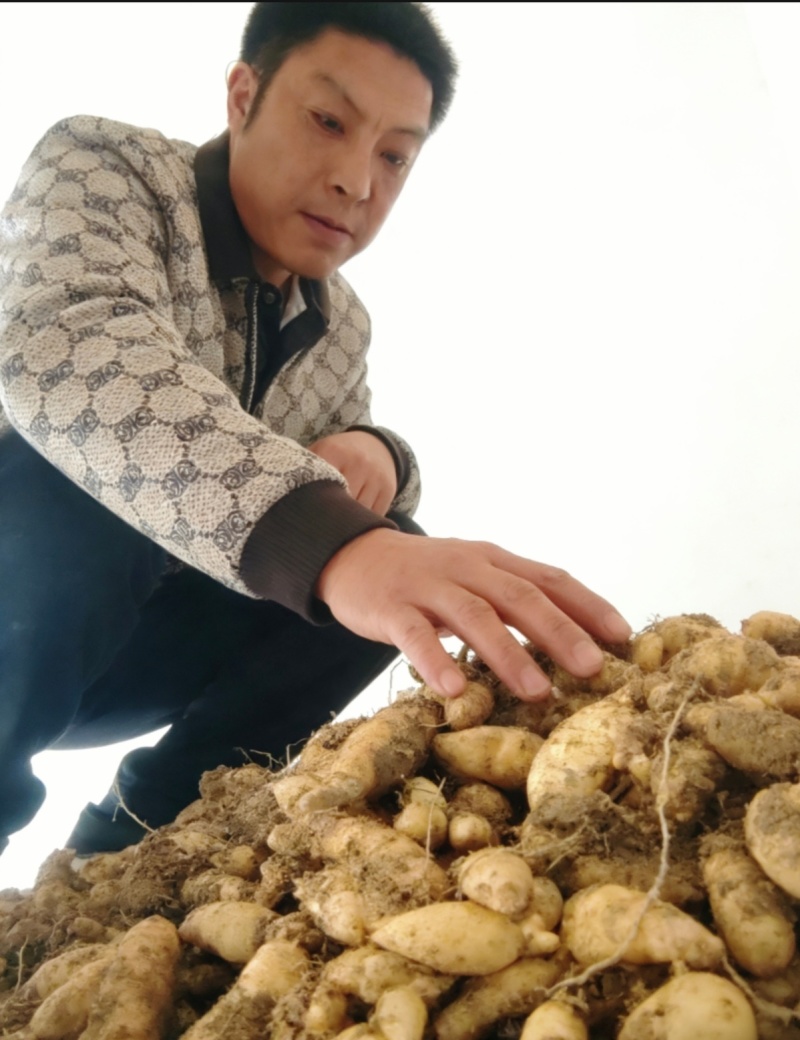 我是五峰鞍山村高海拔种植户，现供应乌红杂交零代天麻种子