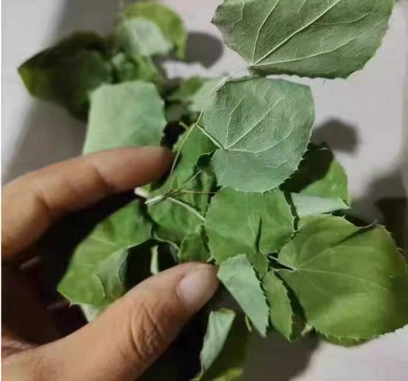 中药材淫羊藿三枝九叶草野生甘肃货泡酒泡茶高含量批发零售