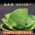 中药材淫羊藿三枝九叶草野生甘肃货泡酒泡茶高含量批发零售