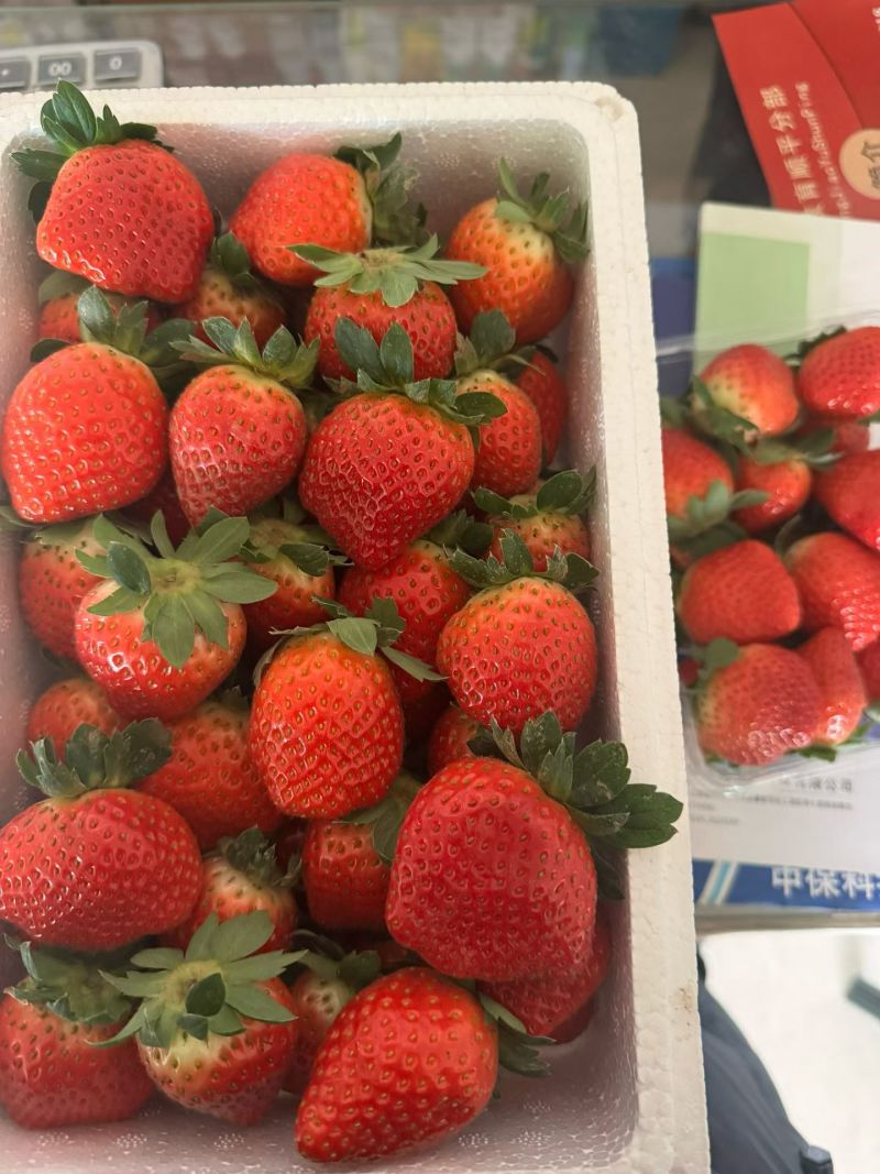 藏香草莓