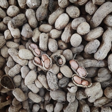 上蔡花生30万斤