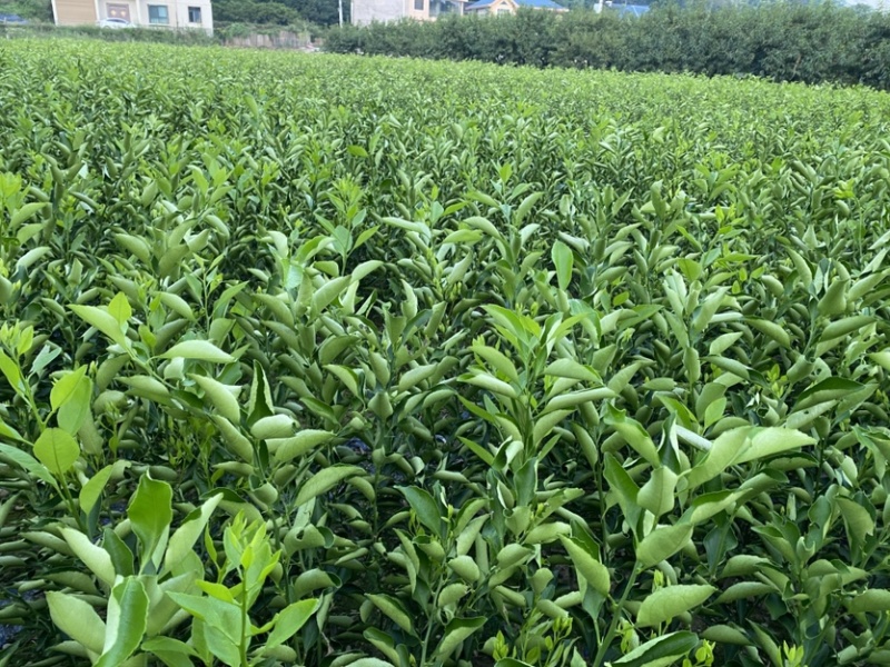 黄金贡柚苗大量供应基地直发，规格齐全，欢迎咨询。