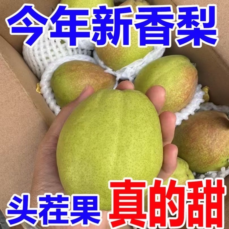 库尔勒香梨/产区直发/大量现货/欢迎选购