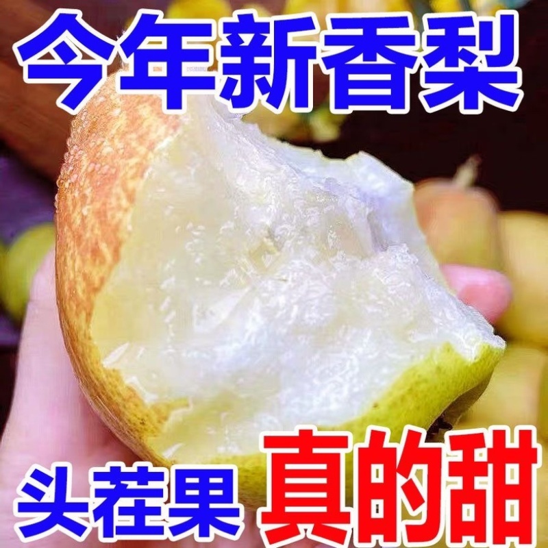 库尔勒香梨/产区直发/大量现货/欢迎选购