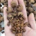 纯野生山核桃奶香味椒盐味大量现货
