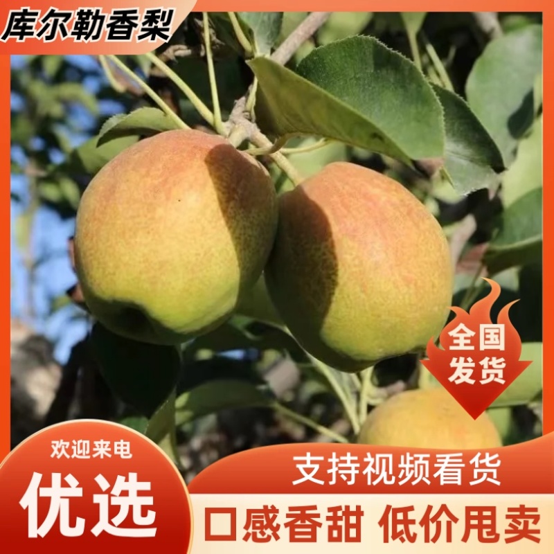 库尔勒香梨/厂家直发/礼盒装/支持订购/大量有货