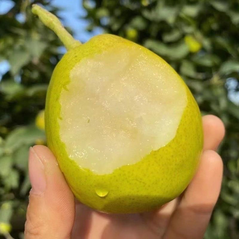 库尔勒香梨/厂家直发/礼盒装/支持订购/大量有货