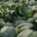 大棚菠菜