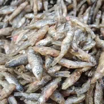 油炸中麦穗鱼