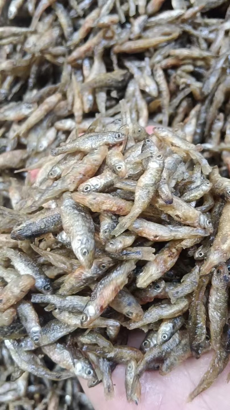 油炸中麦穗鱼