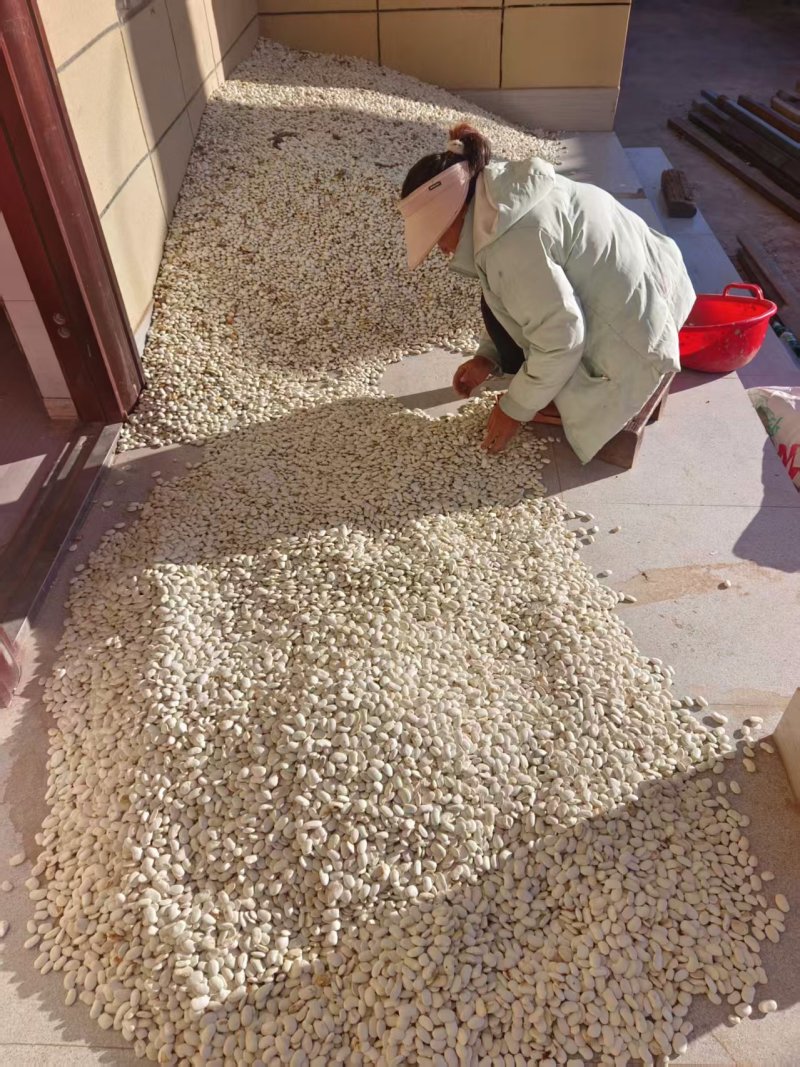 《云南白芸豆》白芸豆/产地货源/价格公道欢迎采购