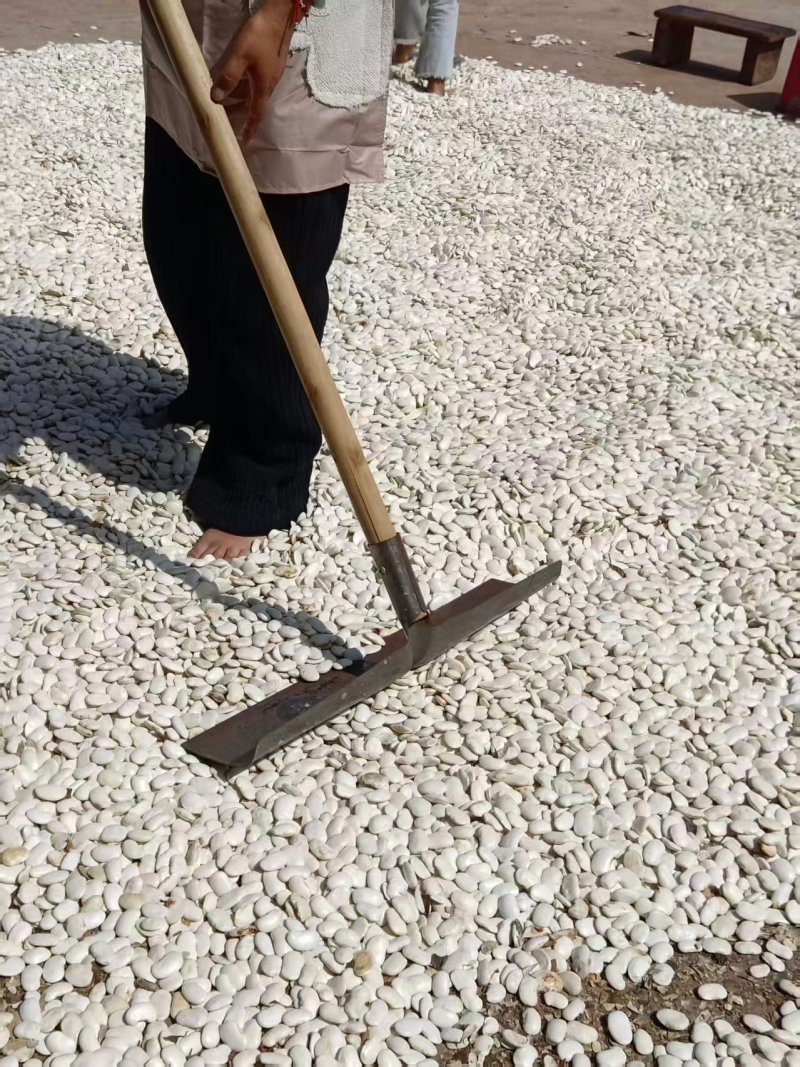 《云南白芸豆》白芸豆/产地货源/价格公道欢迎采购