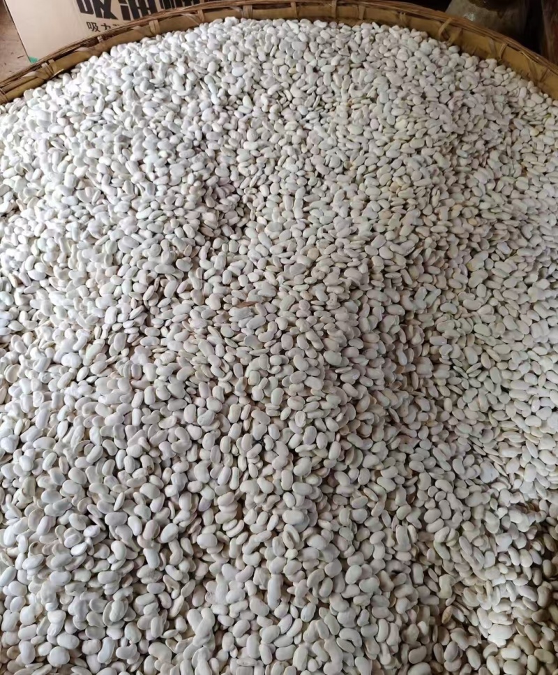 《云南白芸豆》白芸豆/产地货源/价格公道欢迎采购