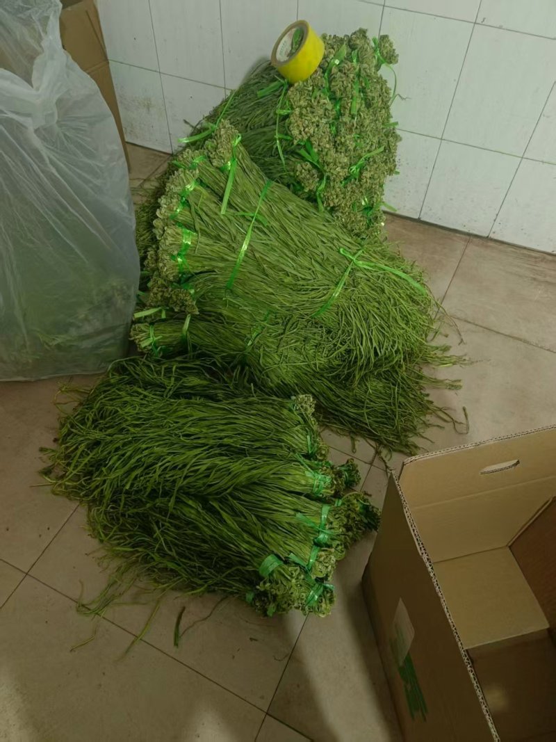 《贡菜干》云南精品贡菜干/产地直发/价格公道/欢迎来电