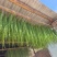 《贡菜干》云南精品贡菜干/产地直发/价格公道/欢迎来电