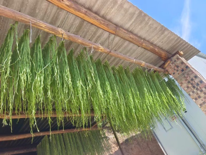《贡菜干》云南精品贡菜干/产地直发/价格公道/欢迎来电