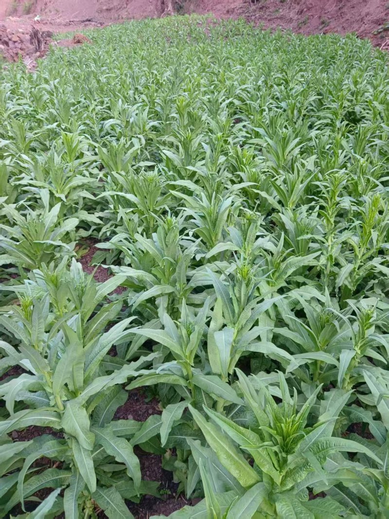 《贡菜干》云南精品贡菜干/产地直发/价格公道/欢迎来电