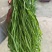 《贡菜干》云南精品贡菜干/产地直发/价格公道/欢迎来电