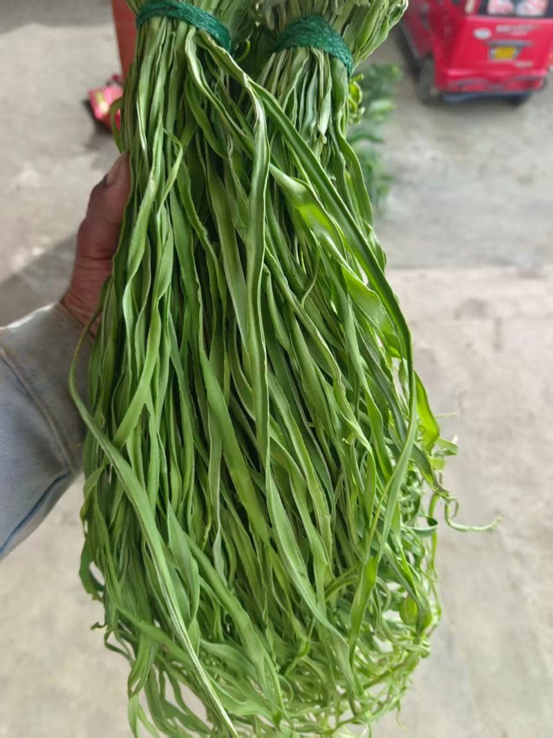 《贡菜干》云南精品贡菜干/产地直发/价格公道/欢迎来电