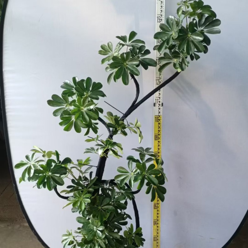 大盆造型鸭脚木基地直销6-7-8-9-10条常年供货欢迎