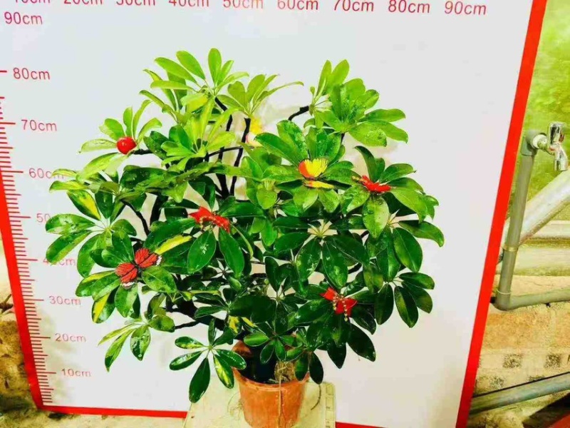 大盆造型鸭脚木基地直销6-7-8-9-10条常年供货欢迎