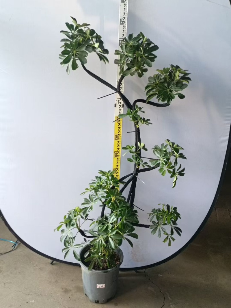 大盆造型鸭脚木基地直销6-7-8-9-10条常年供货欢迎